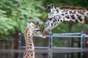giraffe with baby